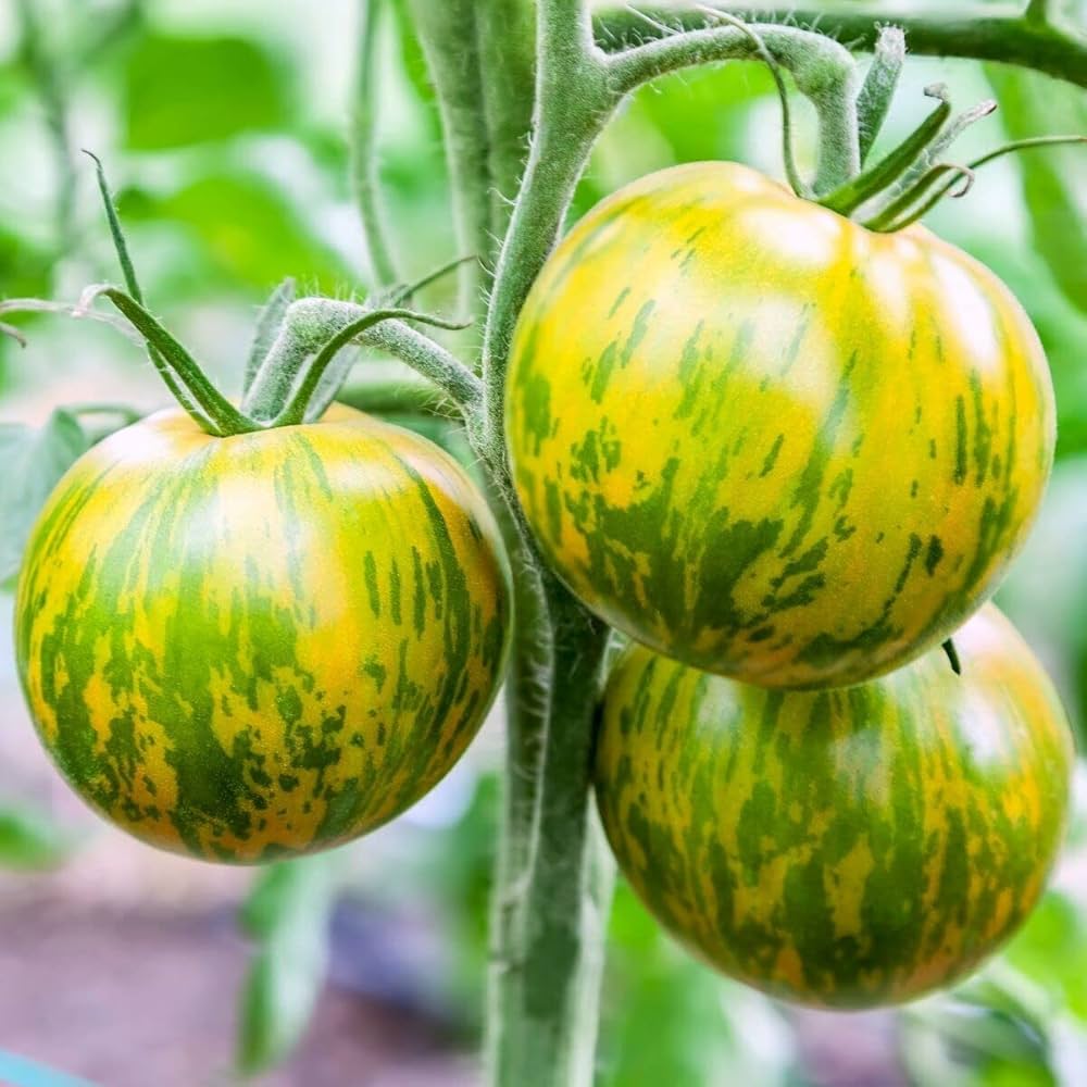 Green Zebra tomato plant grown from organic seeds with striped green skin and tangy flavor